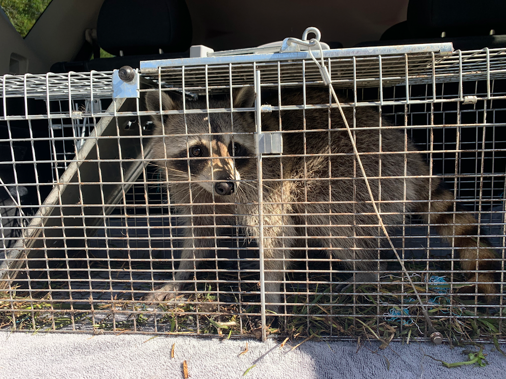 Critter and Wildlife Removal LLC | 15350 Amberly Dr UNIT 3111, Tampa, FL 33647 | Phone: (813) 394-4216