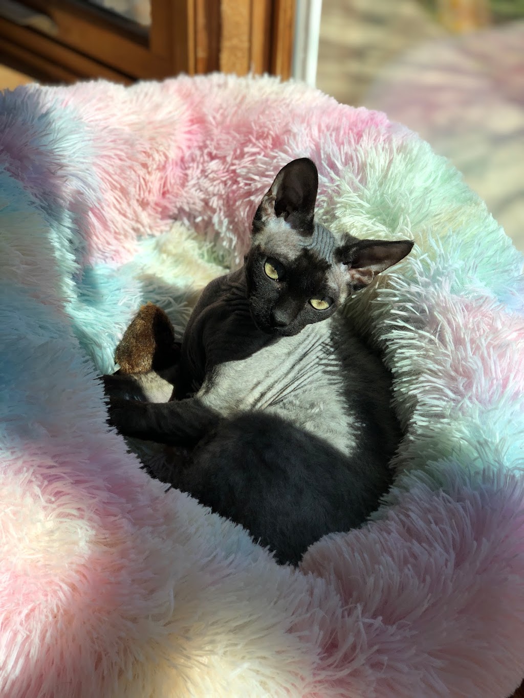 Duncan Sphynx Cattery | 941 Clark Rd, New Vienna, OH 45159, USA | Phone: (937) 302-9128