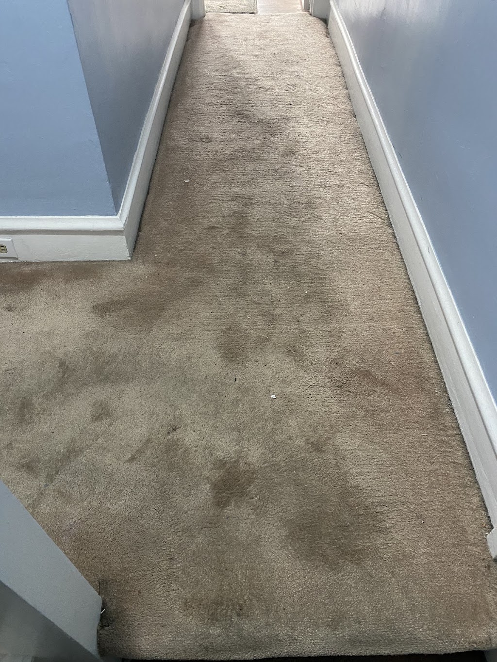 Steam My Carpet - Carpet Cleaning Service | 4415 Belgrade St, Philadelphia, PA 19137, USA | Phone: (215) 631-7000