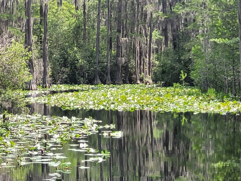 Okefenokee National Wildlife Refuge | 4155 Suwannee Canal Road, Folkston, GA 31537, USA | Phone: (912) 496-7836