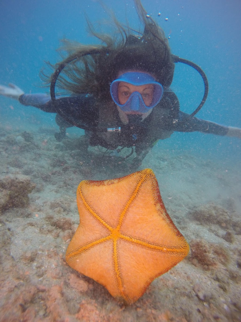 Oahu Diving | Kewalo Boat Harbor (*Not Dive Oahu*, Honolulu, HI 96814, USA | Phone: (808) 721-4210