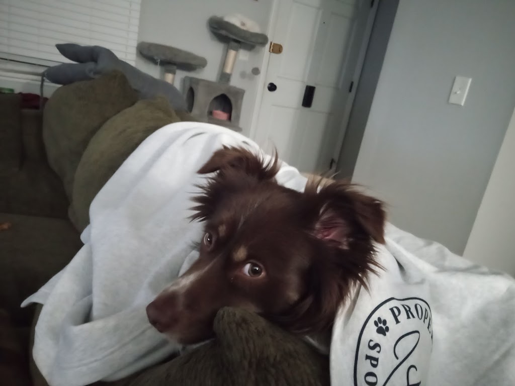 Doggie Styles | 471 Newell St, Painesville, OH 44077, USA | Phone: (440) 639-1787