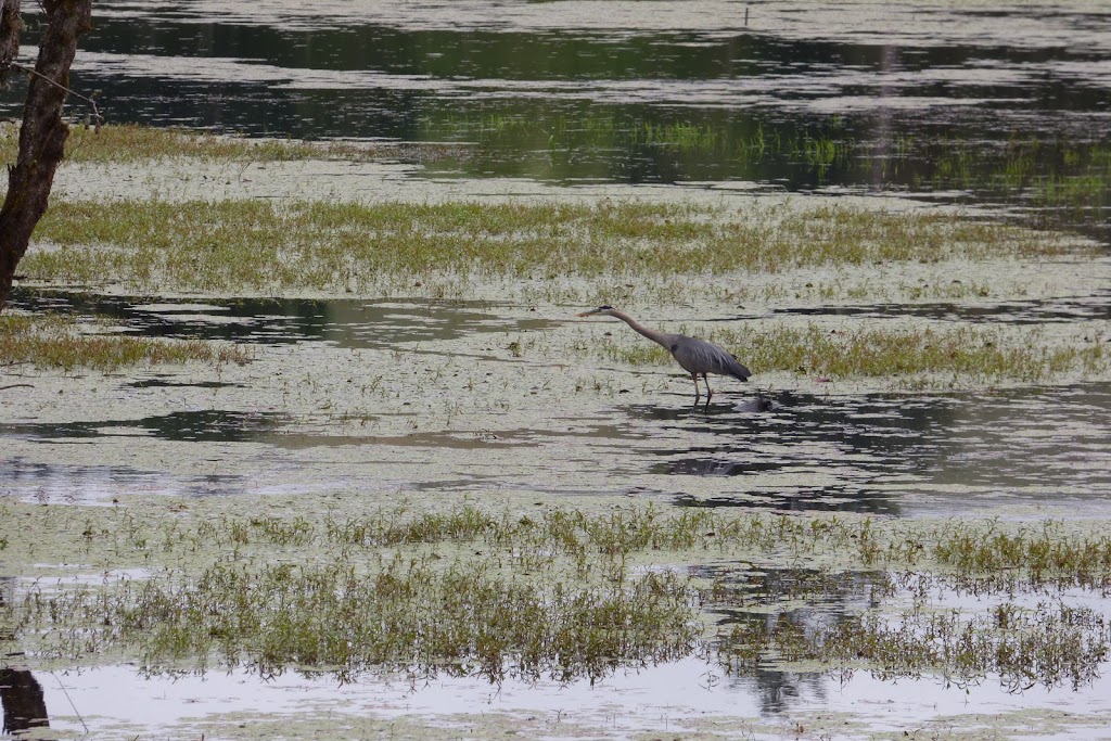 Killin Wetlands Nature Park | 46280 NW Cedar Canyon Rd, Banks, OR 97106 | Phone: (503) 797-1545