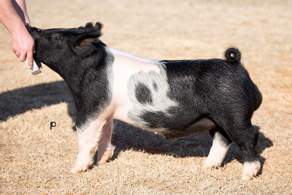 Winter Livestock & Feed -Show Pigs | 6101 Radio Rd, El Reno, OK 73036, USA | Phone: (405) 550-6616