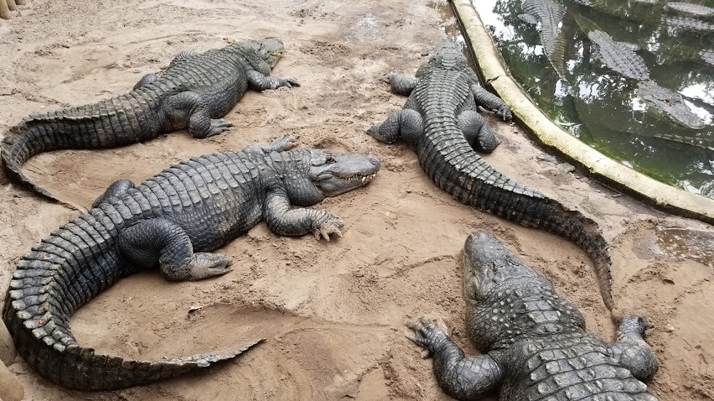 St. Augustine Alligator Farm Zoological Park | 999 Anastasia Blvd, St. Augustine, FL 32080, USA | Phone: (904) 824-3337