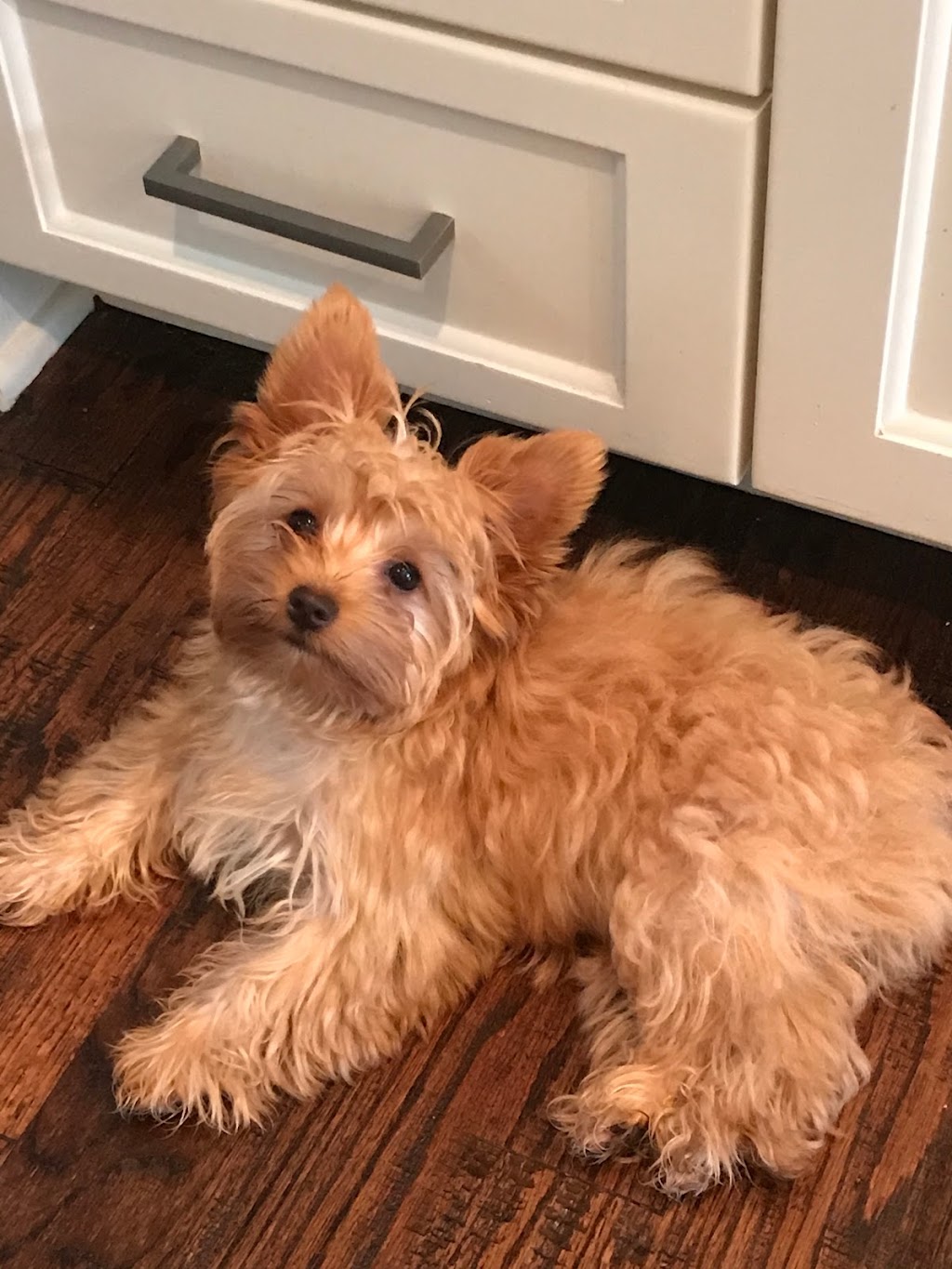 Yorkies By Cheri | 3705 FM 902, Gainesville, TX 76240, USA | Phone: (940) 372-8868