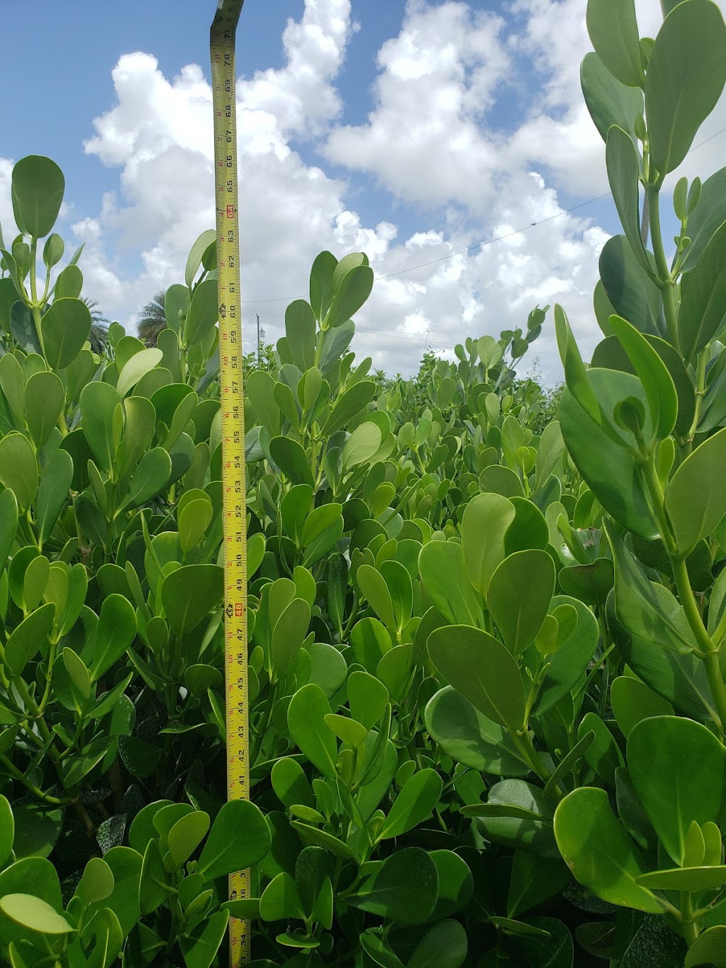 Caballeros Plants Nursery Inc | 18550 SW 168th St, Miami, FL 33187, USA | Phone: (786) 295-3413