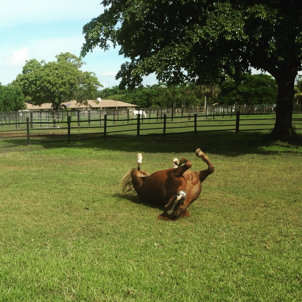 Cloudy Skies Equestrian | 14661 W Palomino Dr, Southwest Ranches, FL 33330, USA | Phone: (305) 989-0967