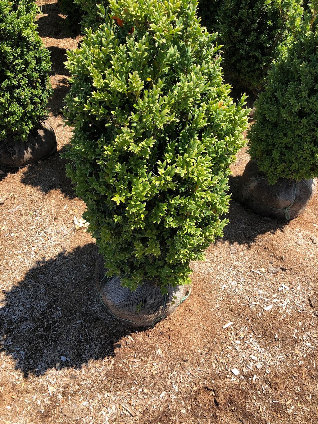 Boxwood Garden (wholesale by appoinment only) | 31350 NE Wilsonville Rd, Newberg, OR 97132, USA | Phone: (503) 739-3335
