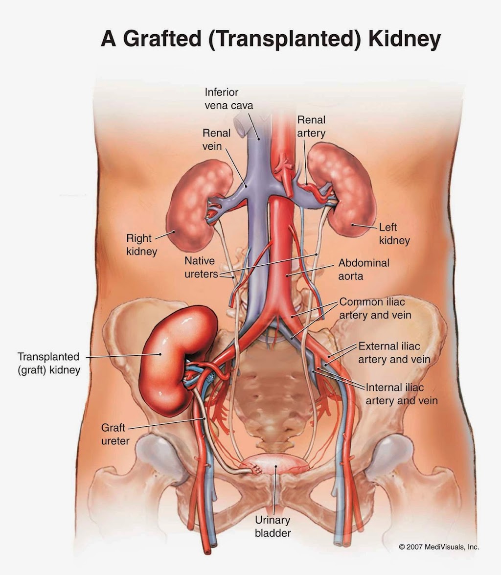 AZ TRANSPLANT ASSOCIATES | 2218 N 3rd St Ac, Phoenix, AZ 85004, USA | Phone: (602) 252-2543