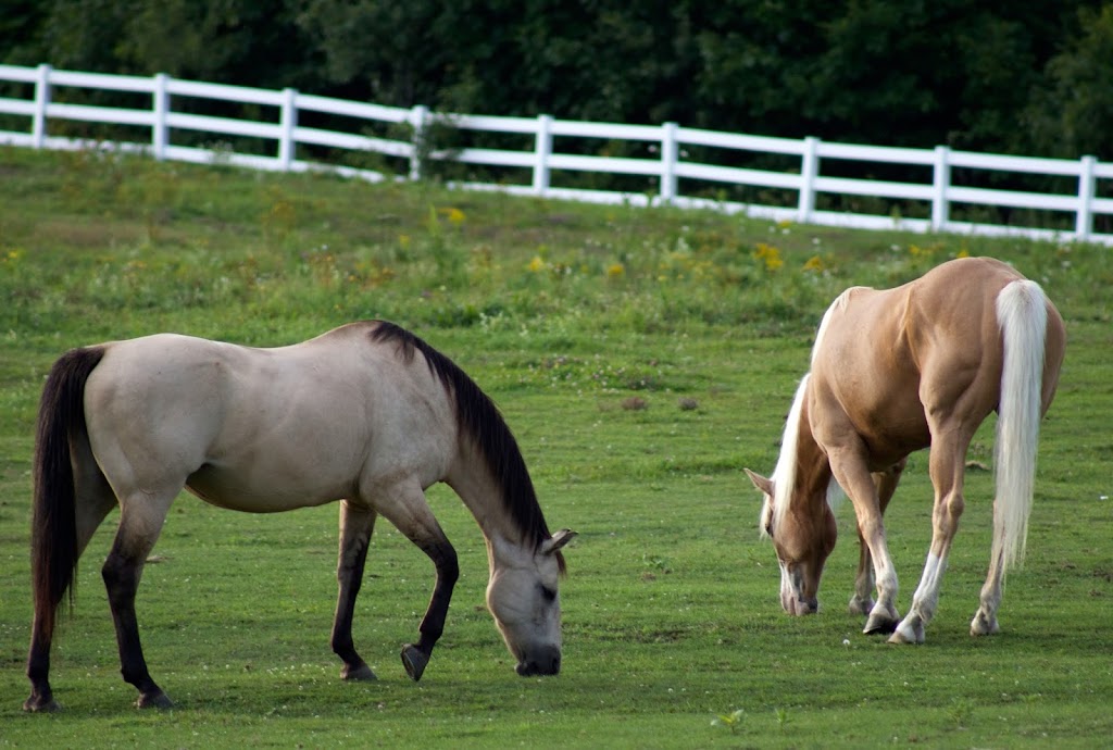 Windmiller Equine Veterinary Services | 788 Delong St, Pickerington, OH 43147, USA | Phone: (614) 695-5225