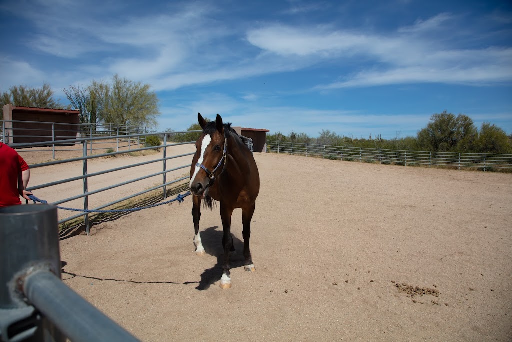 Ignite Counseling & Equine Psychotherapy | 6636 E Dale Ln, Scottsdale, AZ 85266, USA | Phone: (480) 271-5129