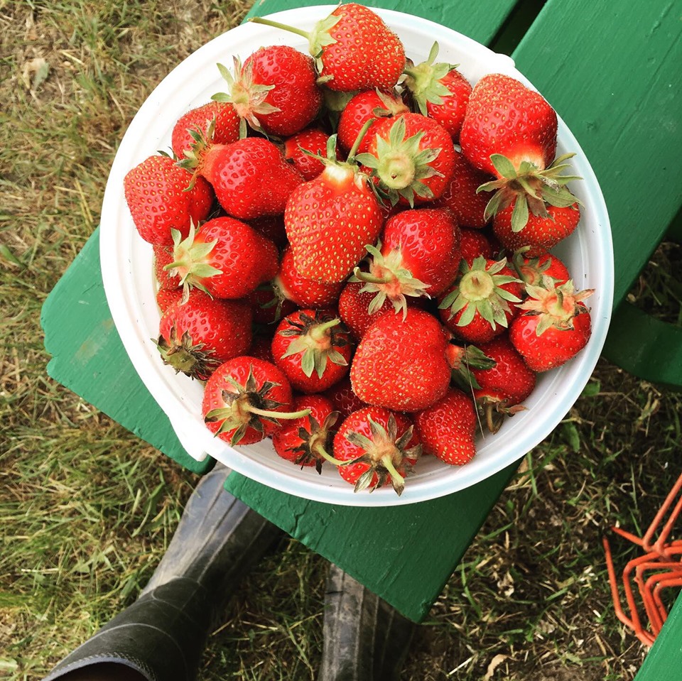 Rods Berry Farm | 28624 Zodiac St NE, North Branch, MN 55056, USA | Phone: (651) 674-8765