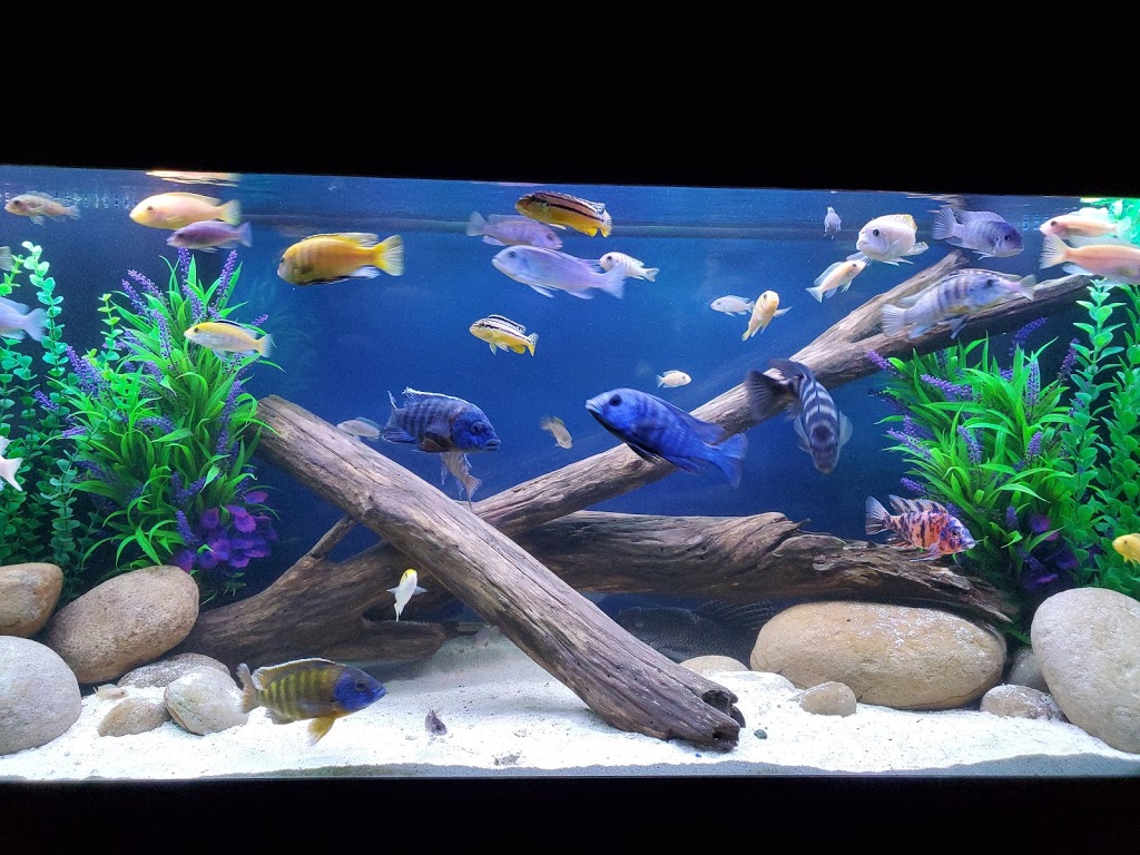 Aquatic Design & Maintenance | 150 S Chapel Dr, Wexford, PA 15090 | Phone: (724) 935-9451