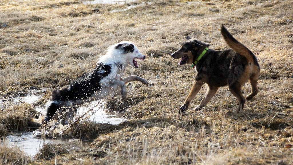 Pet Exercise Area | 1025 S Bird St, Sun Prairie, WI 53590, USA | Phone: (608) 837-3449