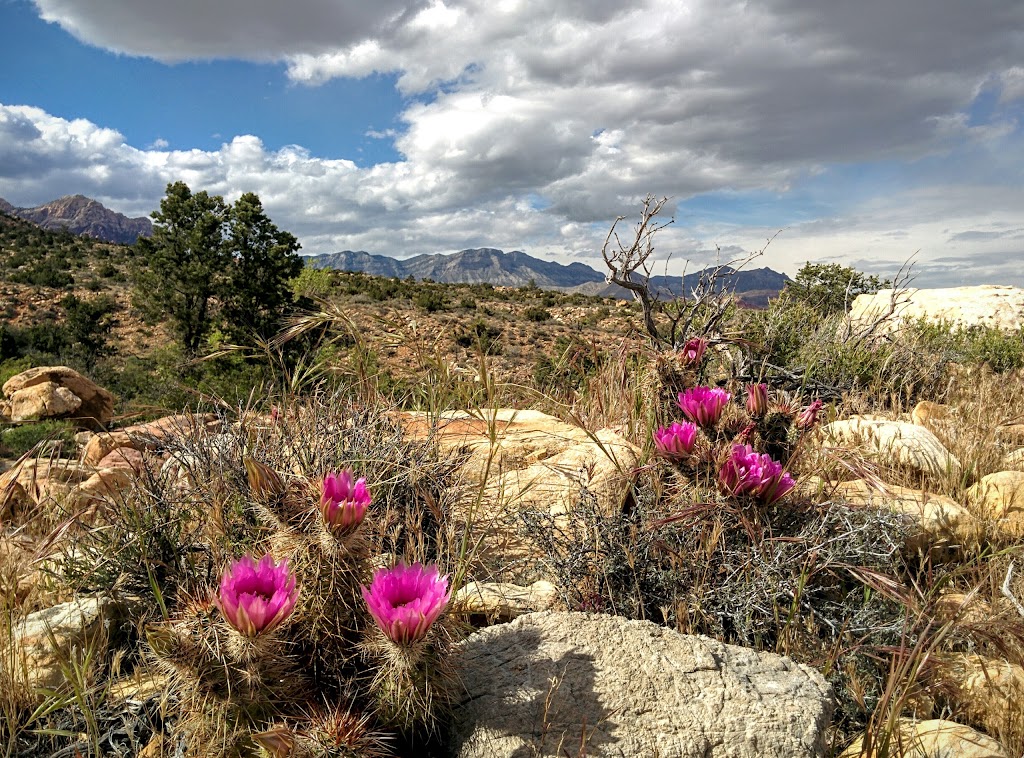 First Creek Trailhead | NV-159, Las Vegas, NV 89161, USA | Phone: (702) 515-5367