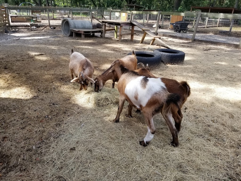 Bf Petting Farm | 15320 Morris Bridge Rd, Thonotosassa, FL 33592, USA | Phone: (813) 629-7859