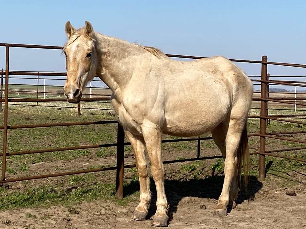 Bon Cheval Riding Therapy | 9969 State Hwy D, Napoleon, MO 64074, USA | Phone: (636) 893-8388