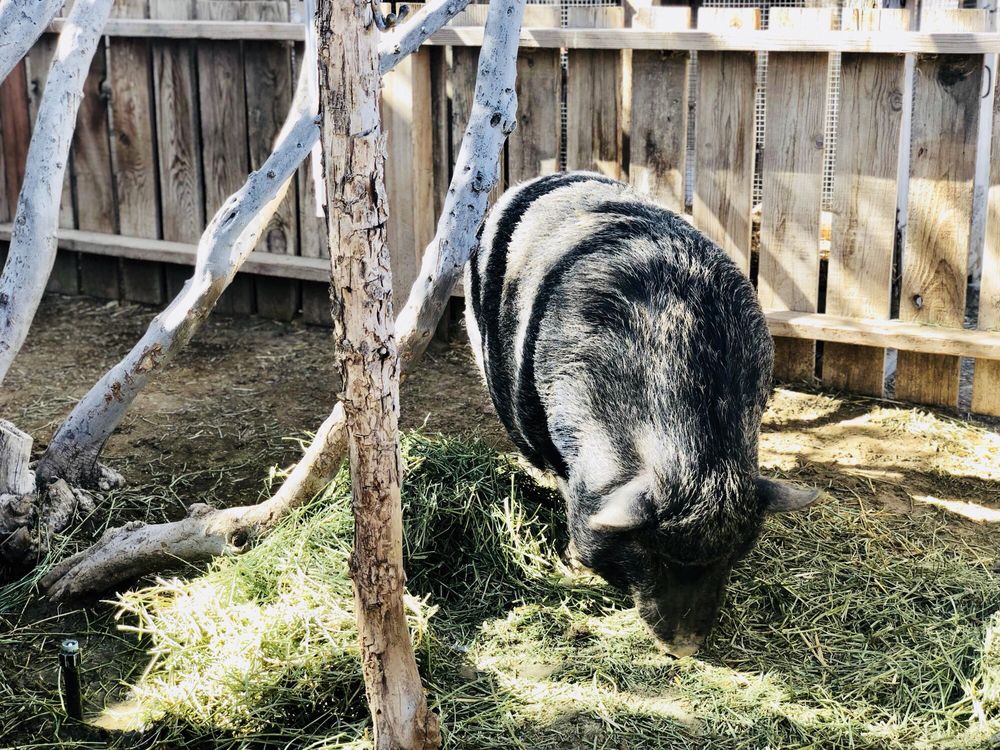 Jr Pony Parties | 1744 N Leonard Ln, Las Vegas, NV 89108, USA | Phone: (702) 631-4142