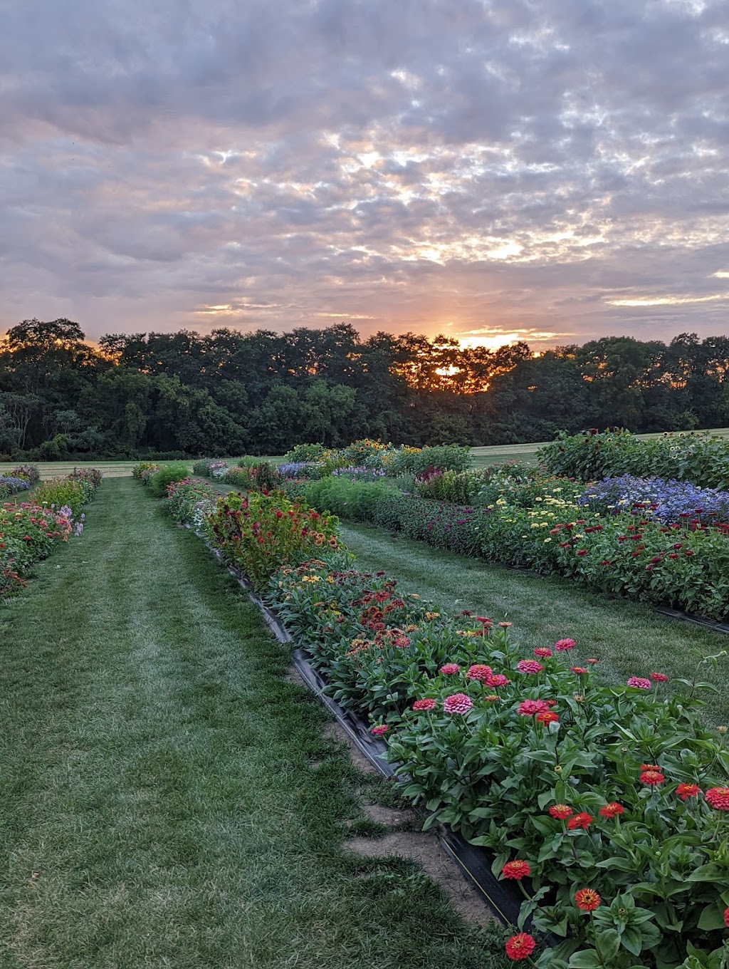 Flowers on the Hill | 5787 W Middlebury Rd, Wyoming, NY 14591, USA | Phone: (585) 356-5491