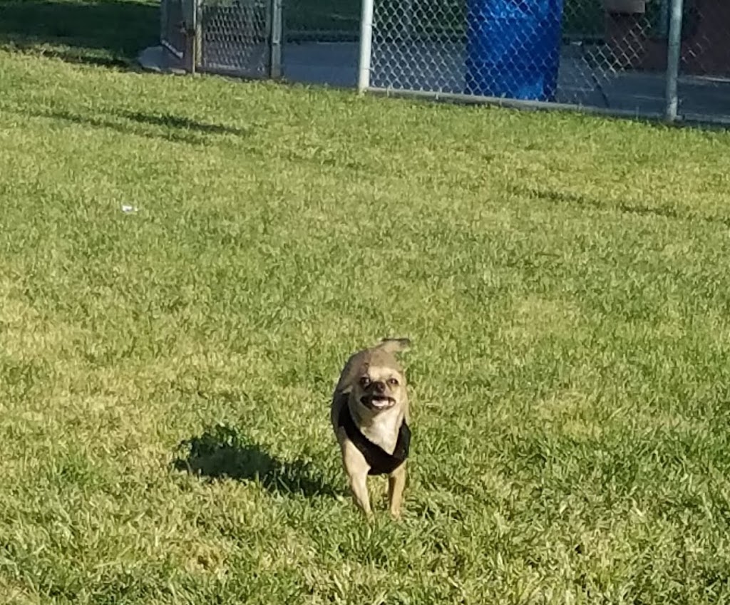 Clark County Dog Park at Spring Valley Community Park | 7600 W Flamingo Rd, Las Vegas, NV 89147, USA | Phone: (702) 455-8200