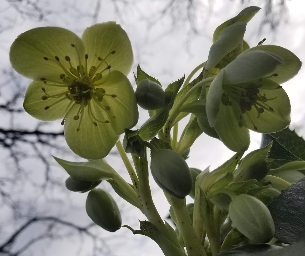 The Kings of Canna | 1465 NE Prescott St C, Portland, OR 97211, USA | Phone: (971) 319-6945