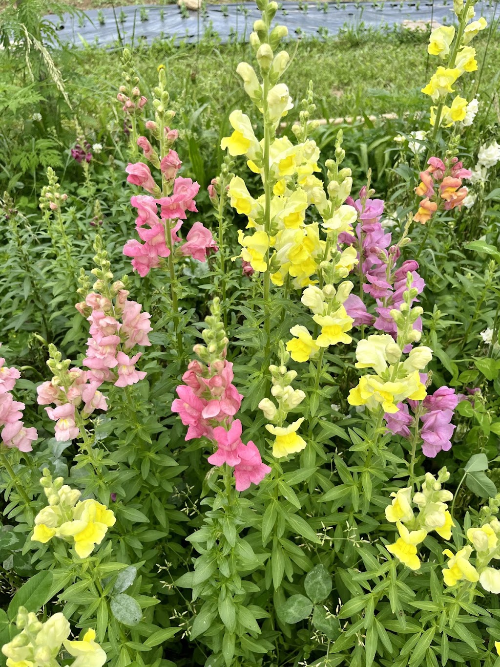 Chickapoo Farm-Country Escapes & Pick Your Own Gardens | 1167 Haley Rd, Shelbyville, KY 40065, USA | Phone: (502) 640-3033