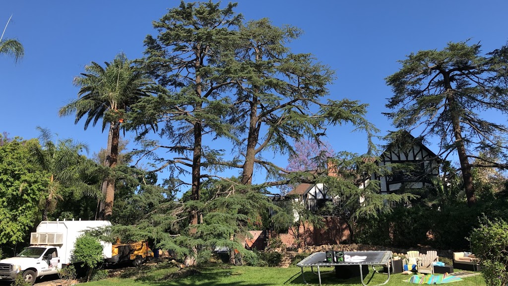 S&j natural tree service | 1551s S Oaks Ave, Ontario, CA 91761 | Phone: (909) 717-1307