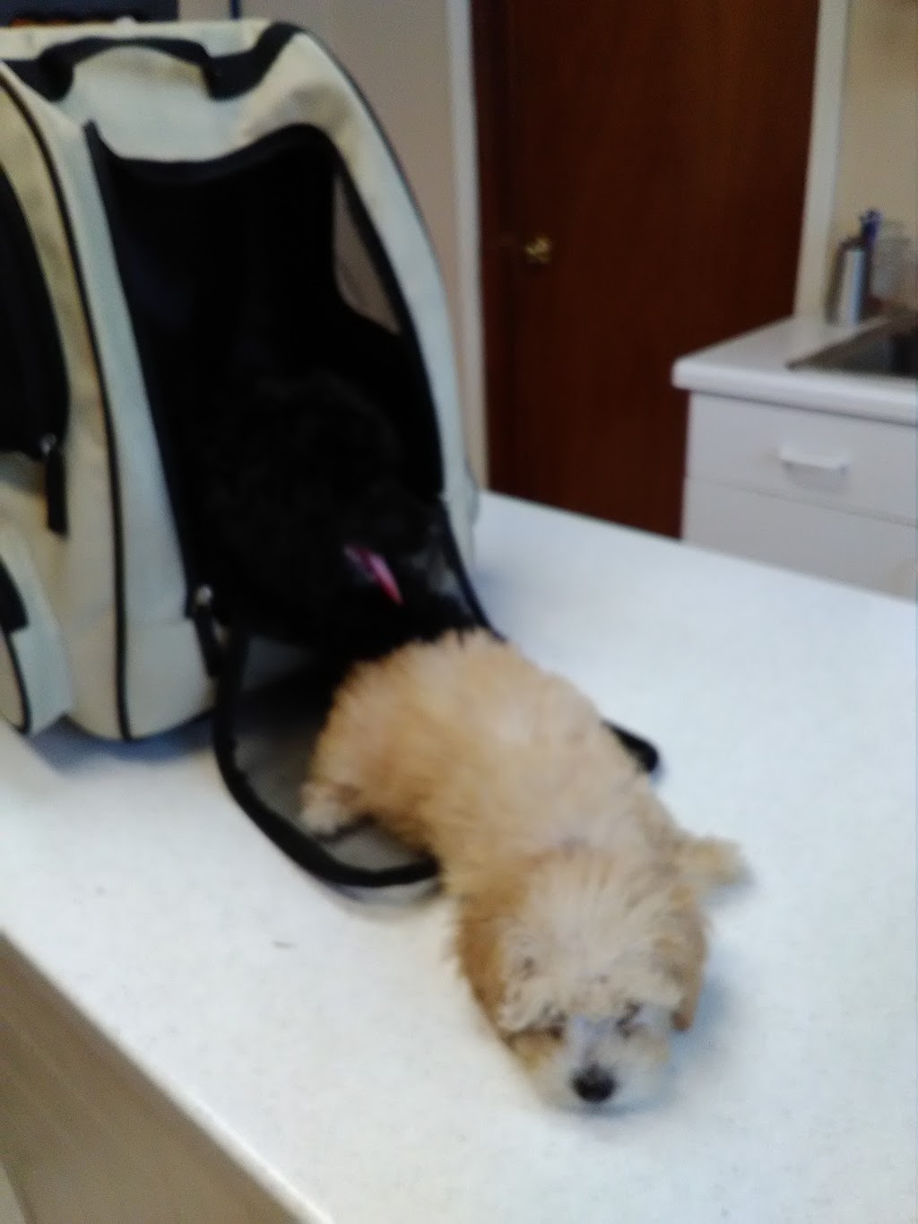 West Marietta Veterinary Clinic | 2985 Powder Springs Rd SW, Marietta, GA 30064, USA | Phone: (770) 439-1994