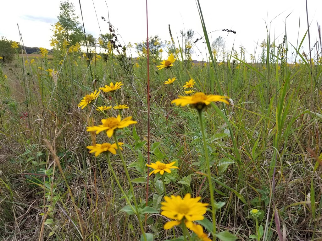 St. Croix Savanna Scientific and Natural Area (SNA) | Osprey Blvd, Bayport, MN 55003, USA | Phone: (651) 259-5800