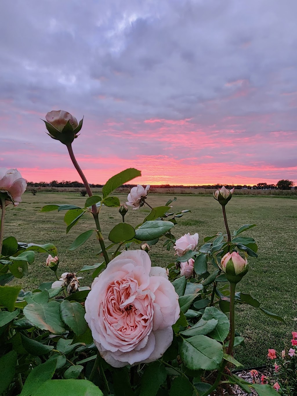 Back To Your Roots Farm | 1026 E 460 Rd, Pryor, OK 74361, USA | Phone: (918) 864-0292