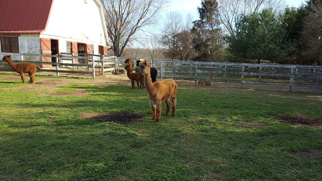 Windy Farm Alpacas | 61 White Pine Rd, Chesterfield Township, NJ 08515, USA | Phone: (609) 947-8269