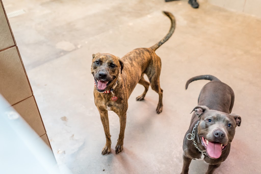 Mud Puppies | 12233 Ranch Rd 620 N #110A, Austin, TX 78750, USA | Phone: (512) 249-2498