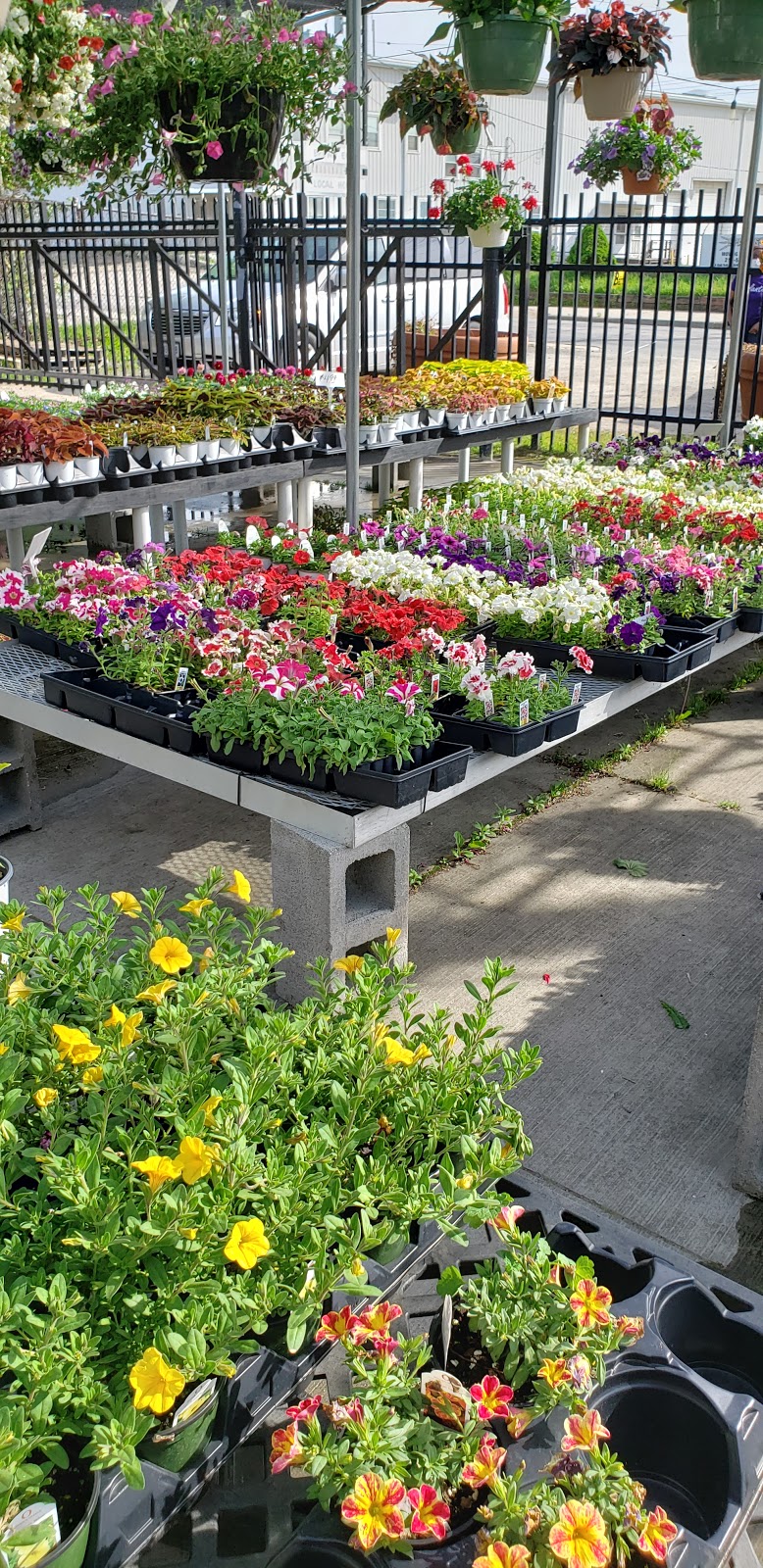 Cavotta Garden Center | 19603 Nottingham Rd, Cleveland, OH 44110, USA | Phone: (440) 897-1497