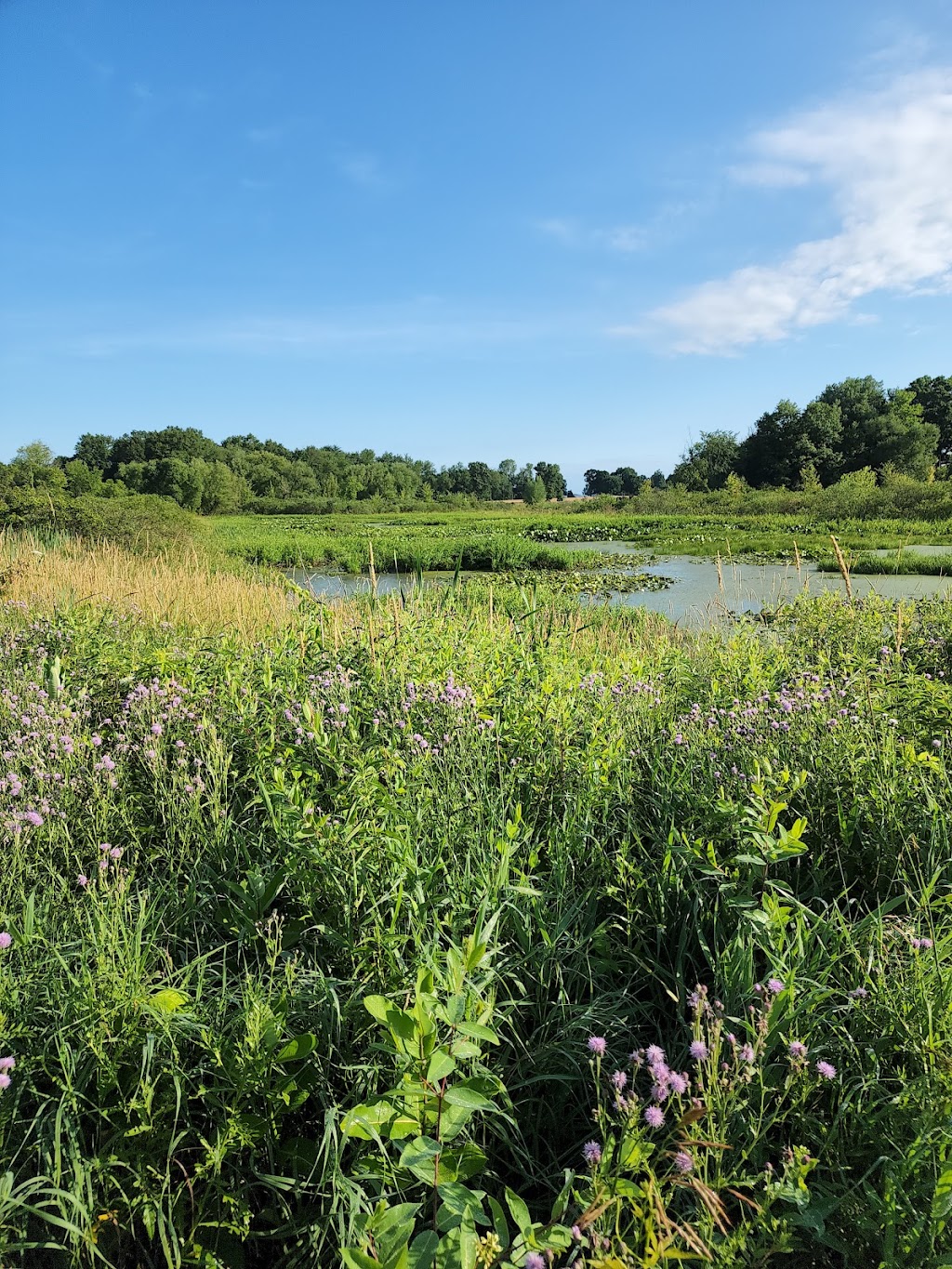 Koenn Nature Preserve | 2200 Hayes Rd, Chelsea, MI 48118, USA | Phone: (734) 971-6337