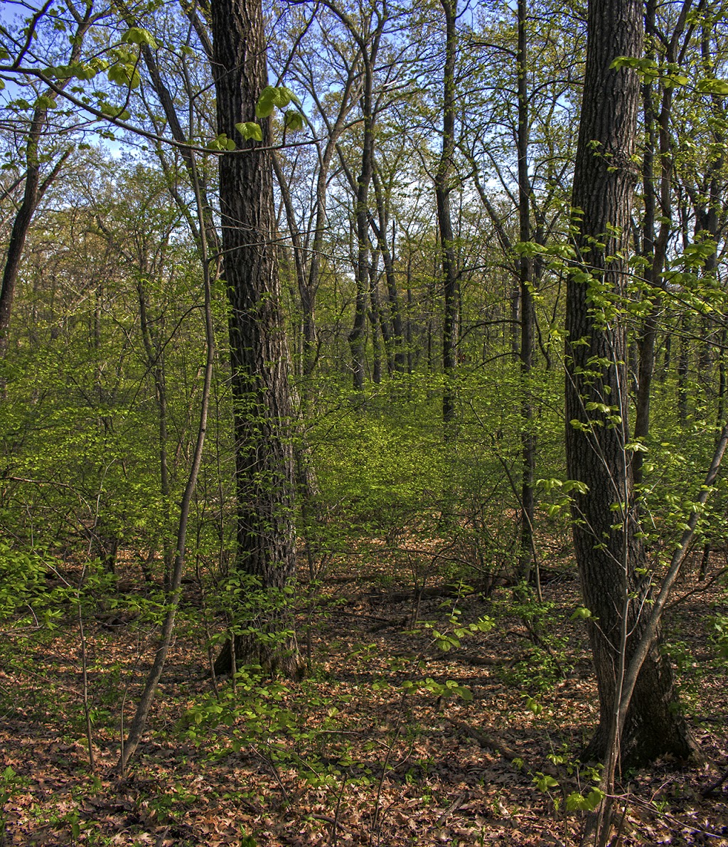 Ward Swartz Decatur Woods State Natural Area | Brodhead, WI 53520, USA | Phone: (888) 936-7463