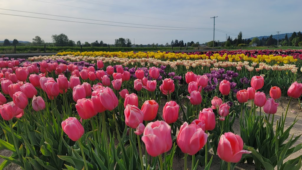 Holland America Flower Gardens | 1066 S Pekin Rd, Woodland, WA 98674, USA | Phone: (360) 225-4512