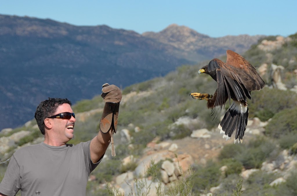 Sky Falconry | 593 Anderson Truck Trail, Alpine, CA 91901, USA | Phone: (619) 722-0092