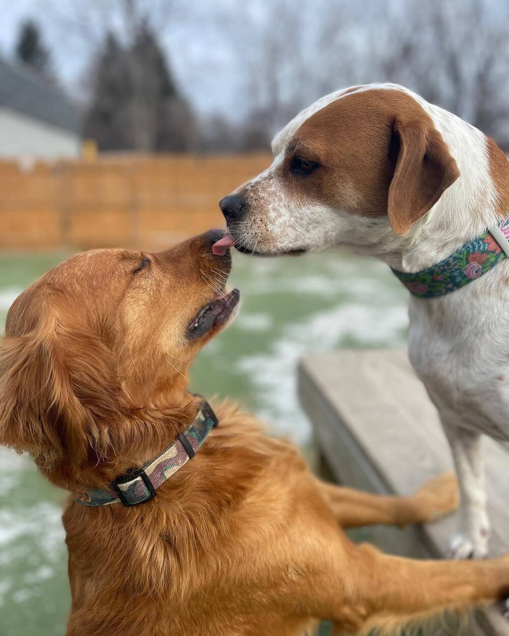Upstate Canine Academy - Dog Training Facility | 24 Corporate Dr, Clifton Park, NY 12065, USA | Phone: (518) 952-7873