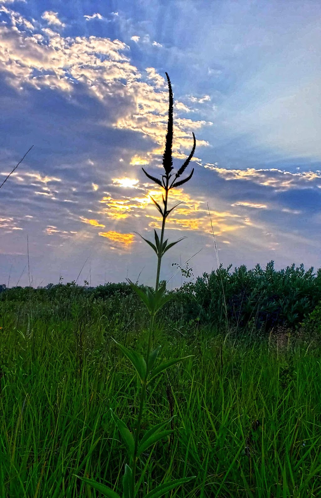 Snapper Prairie State Natural Area | W7480 Prairie Ln, Lake Mills, WI 53551, USA | Phone: (608) 255-2473