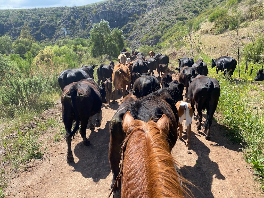 Baja by Horse | Rosarito, 22765 La Misión, B.C., Mexico | Phone: (760) 715-4639