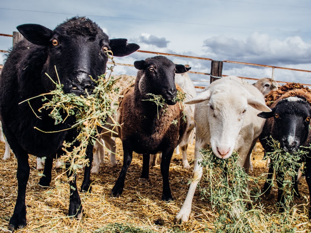 Purple Sage Farms | 11981 Bullock Rd, Middleton, ID 83644, USA | Phone: (208) 585-6140