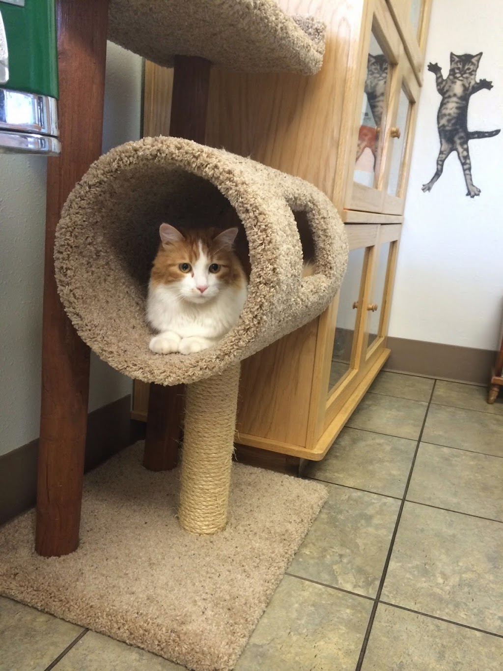 Duvall Veterinary Hospital | 26415 NE Valley St, Duvall, WA 98019, USA | Phone: (425) 788-2620