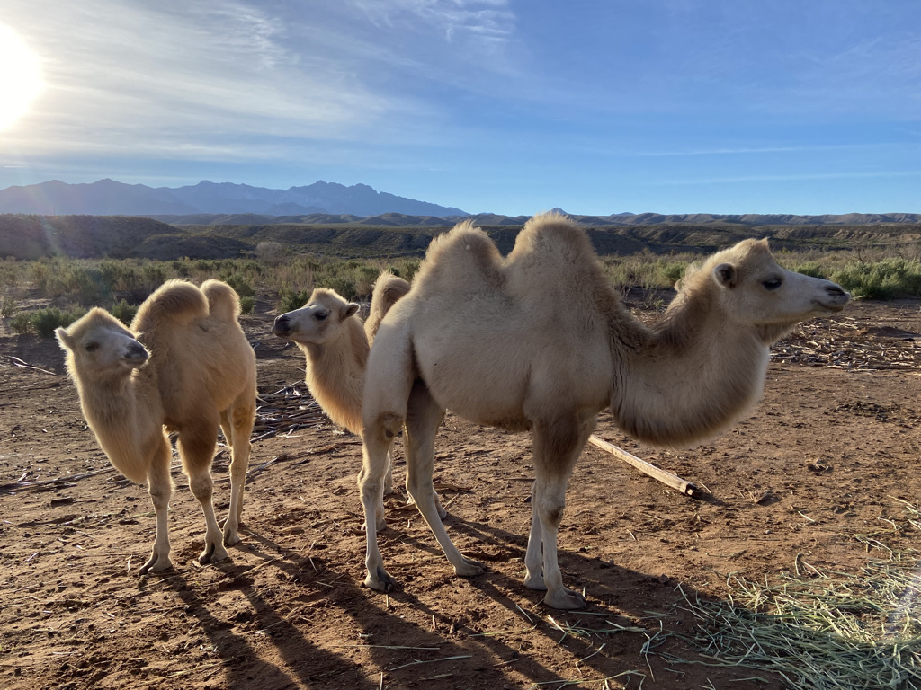 Camel Safari Las Vegas | 2725 River Cliff Rd, Bunkerville, NV 89007, USA | Phone: (800) 836-4036