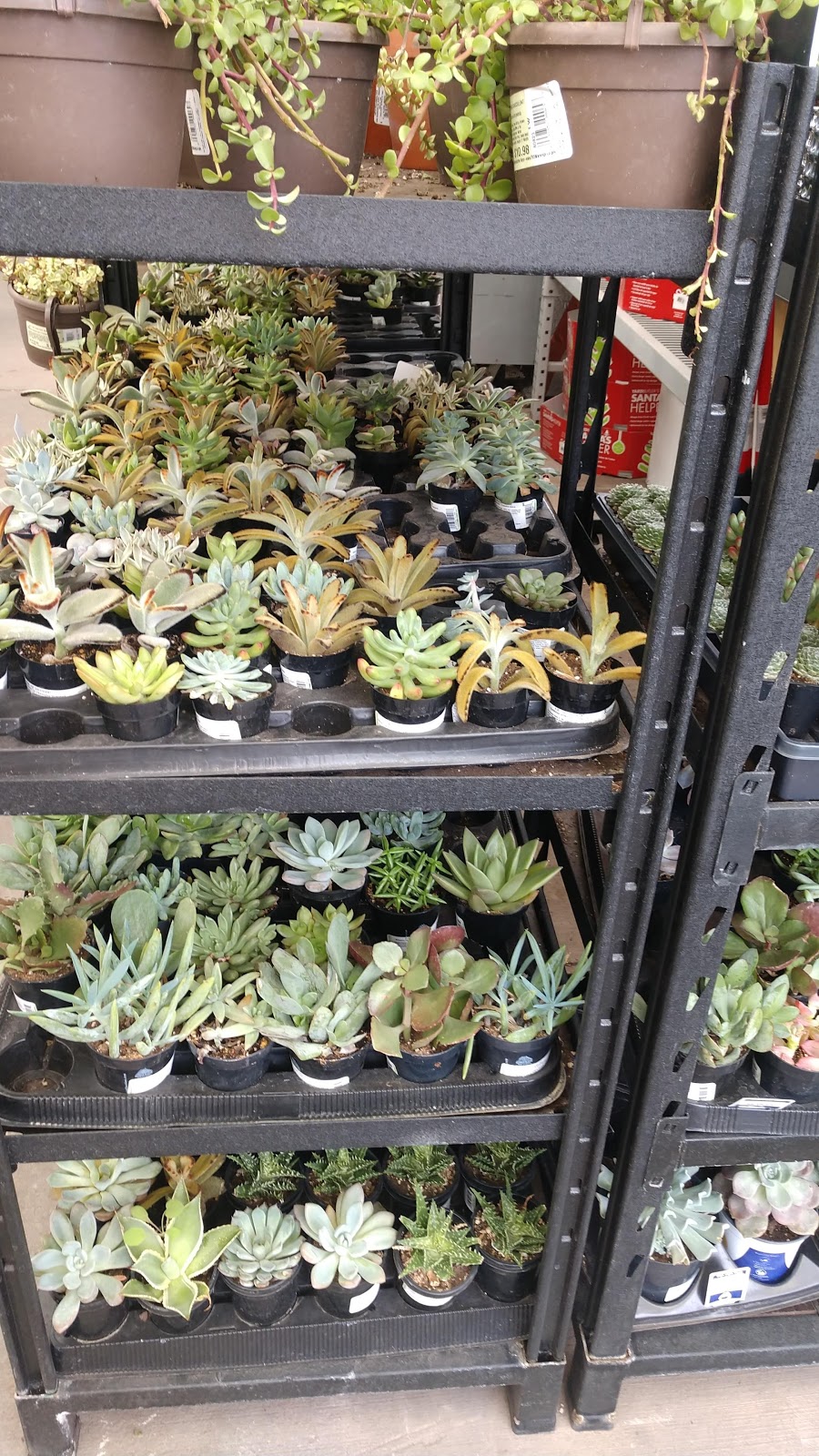 Lowes Garden Center | 1229 S Ellsworth Rd, Mesa, AZ 85209, USA | Phone: (480) 373-2440