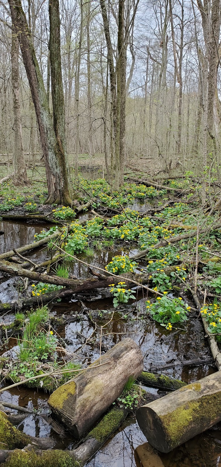 Fowler Woods State Nature Preserve | Mansfield, OH 44901, USA | Phone: (614) 265-6565