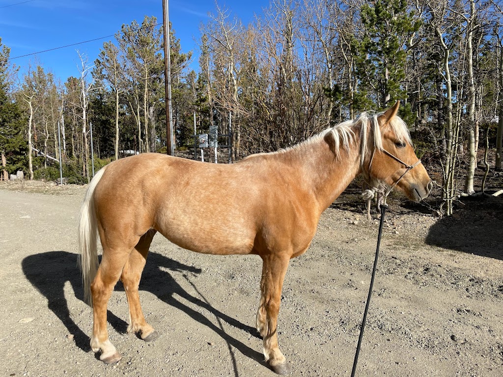 The Alpine Stables LLC | 43343 Peak to Peak Hwy, Ward, CO 80481, USA | Phone: (303) 748-7788