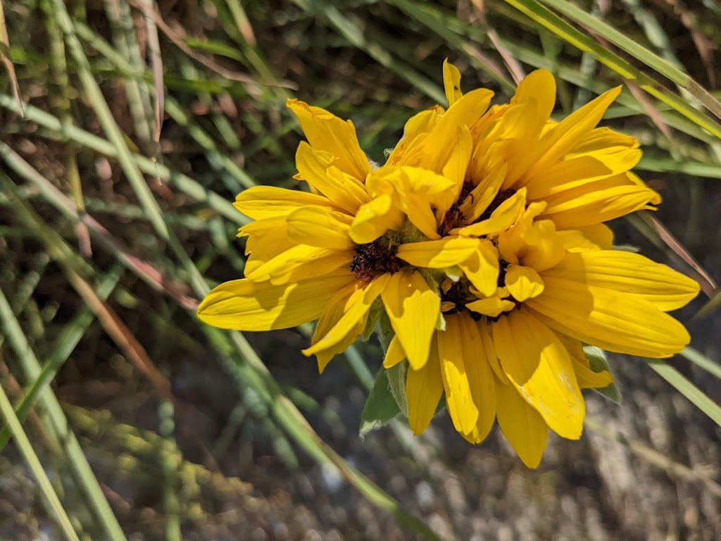 Port Aransas Nature Preserve at Charlies Pasture | Port Aransas, TX 78373, USA | Phone: (361) 749-0081