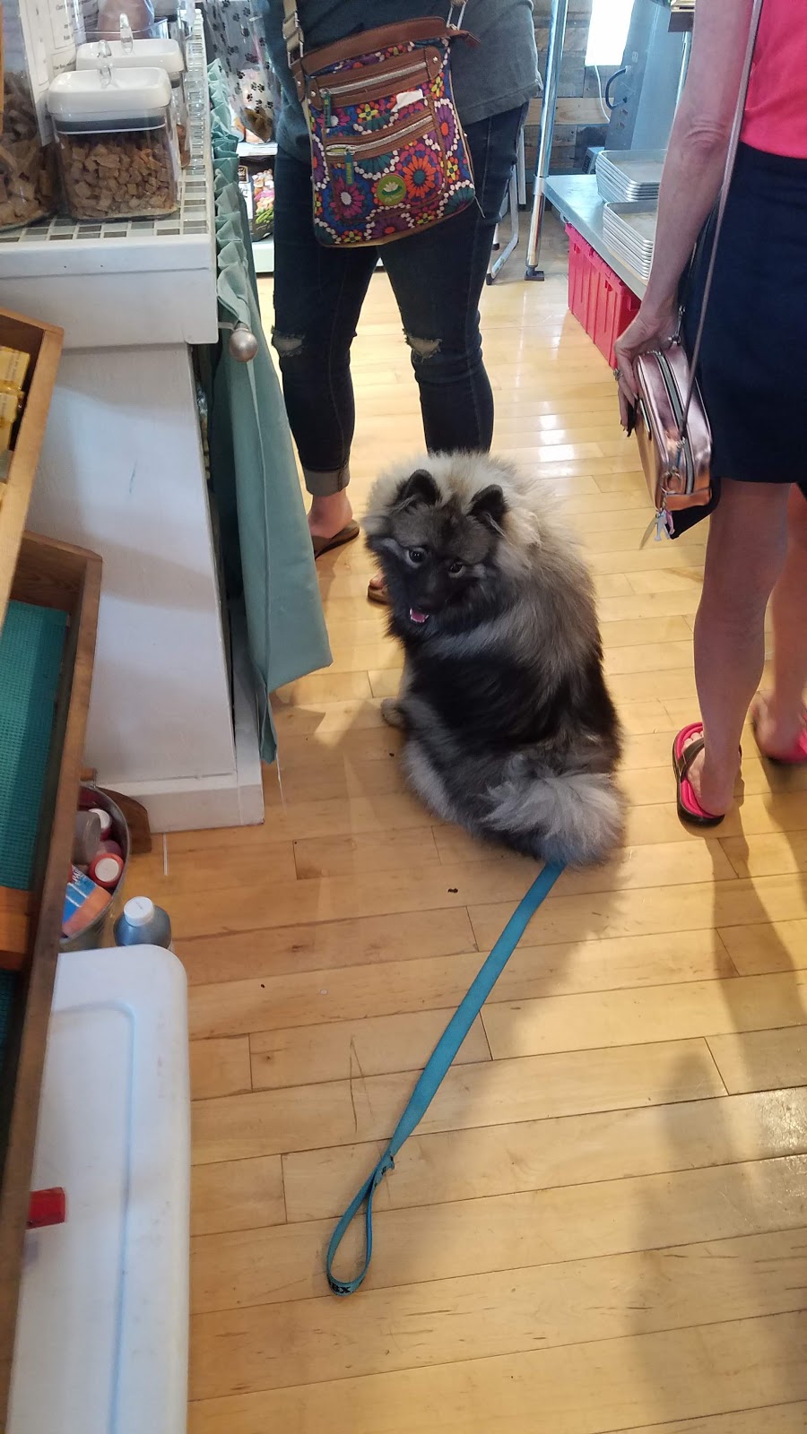 Outer Barks - Waterfront Shops | 1240 Duck Rd, Duck, NC 27949, USA | Phone: (252) 715-4981