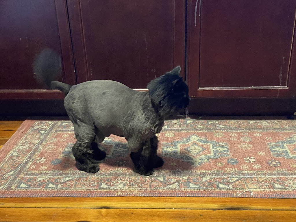 Gregs Grooming | 306 Delaware Ave, Albany, NY 12209, USA | Phone: (518) 463-3701